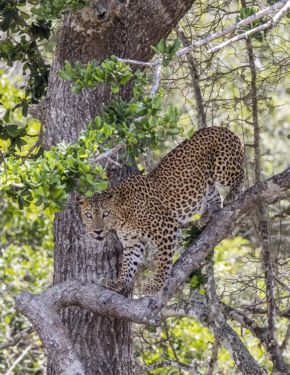 Wild Sri Lanka